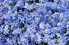 Phlox divaricata 'Clouds of Perfume' Fragrant Summer Flowers in 9cm Pot