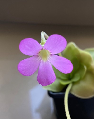 Pinguicula sethos - pinguicula, “sethos”
