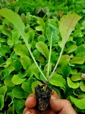 Swede Plug Plants "Grow Your