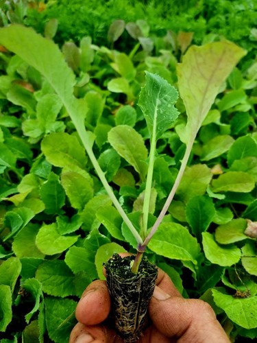 Swede plug plants grow - swede, your
