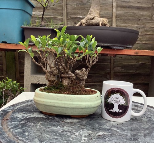 Ficus microcarpa banyan fig - -,