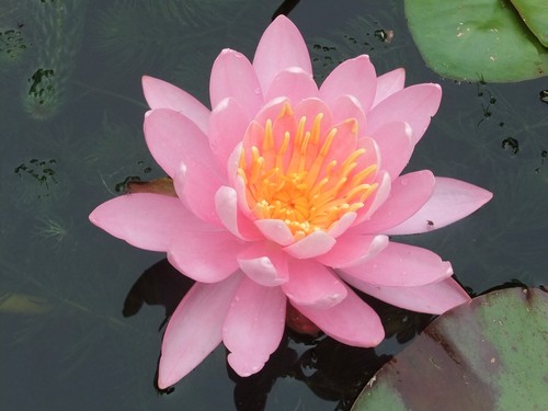Pretty pink nymphaea water - nymphaea,