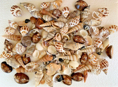 Assorted mixed seashells sea - assorted,