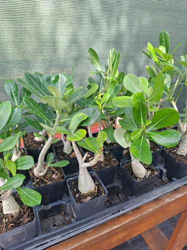 Adenium obesum desert rose - 1,