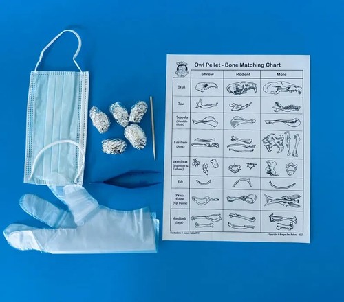 Home project owl - owl, pellet
