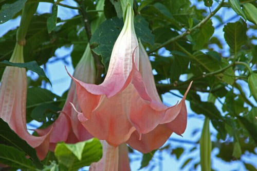 Seeds brugmansia - 7-seeds-,
