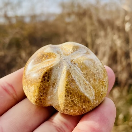 Fossil sea urchin - fossil,