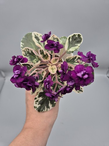Variegated african violet - variegated,