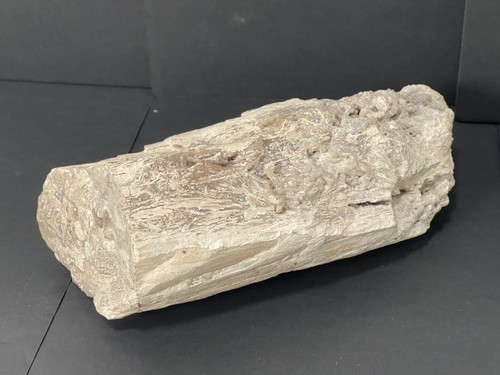 Petrified wood log - petrified,