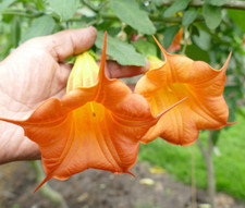 Angel’s trumpet Brugmansia arborea single orange 5 seeds +FREE PLANT LABEL