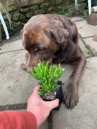 Crassula ovata gollum - crassula,