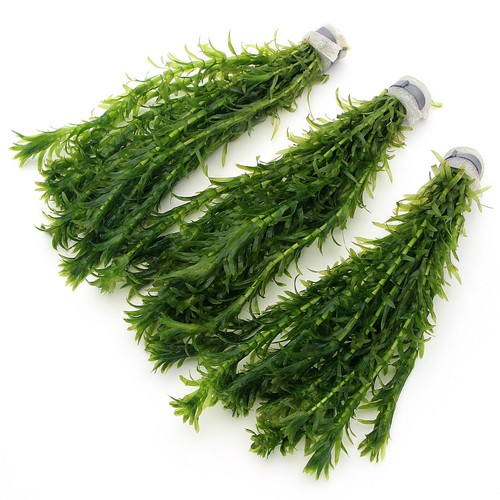 K2aqua elodea densa - -, 3