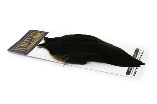 Whiting american hen - cape, *