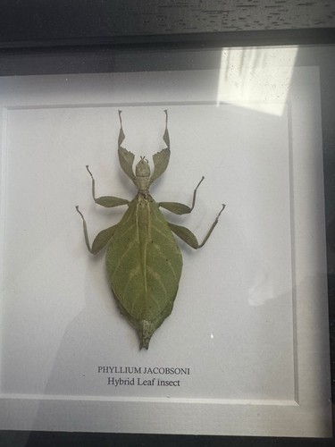 Mini beast leaf - mini,