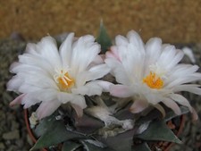 1e30 Ariocarpus retusus 9 cm
