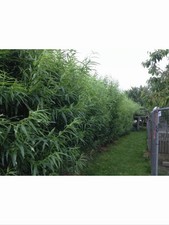 200 Willow Cuttings 12” Long, 10% free, Fast Growing (Hedging, Logs, Windbreak)