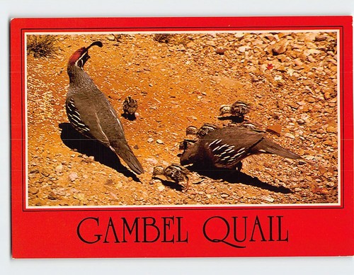 Postcard gambel quail - gambel,