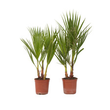 Mexican Fan Palm - 2 pcs. - Washingtonia robusta - Height 50-60cm - ⌀15cm
