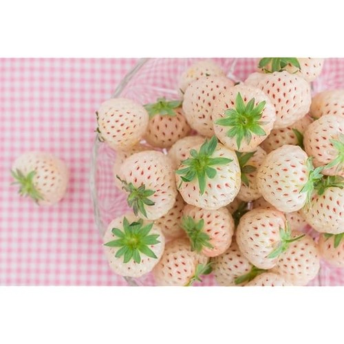 Strawberry pineberry plug - 6,