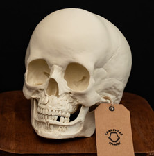 Human Toddler Skull Replica