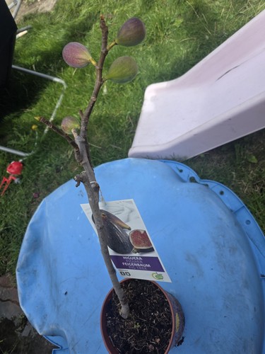 Brown turkey trees - trees, outdoor