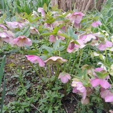 1 x potted pink hellebore