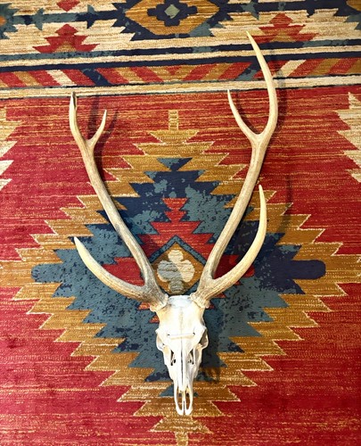 Large animal deer - animal, with