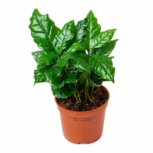 Coffee plant coffea arabica - coffee,