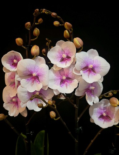 Phalaenopsis sogo f8603 - phalaenopsis, f8603"