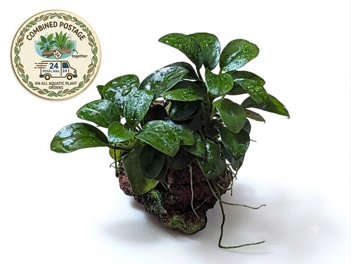 Anubias nana mini - anubias,