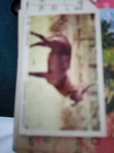Ca5 trade card - gum, wild
