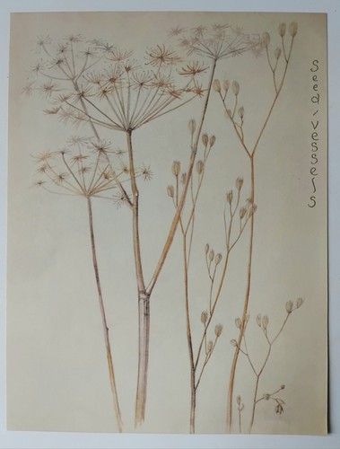 Edith holden cow parsley - edith,