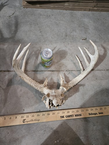 Wild point whitetail deer - wild, 10