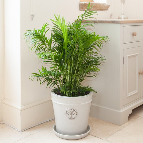 Houseplant parlour palm air - houseplant,, palm,