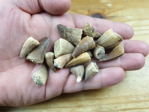 Dinosaur tooth fossil mosasaur - dinosaur,