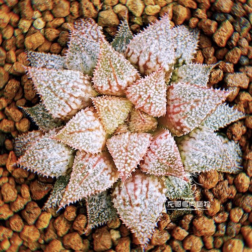 5cm succulent plant haworthia - succulent,