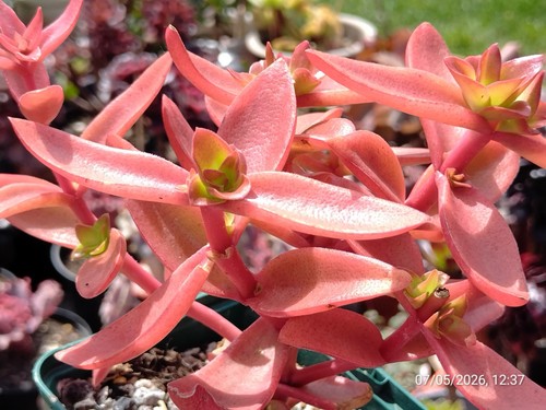 One pot crassula capitella - one, '