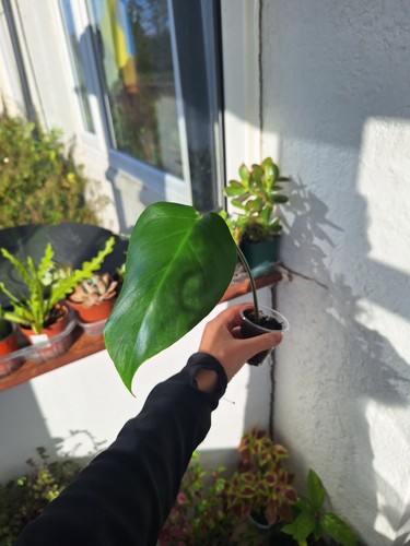 Monstera deliciosa swiss - monstera,