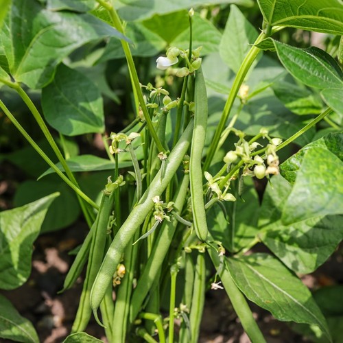 Dwarf green bean plug plants - bean,