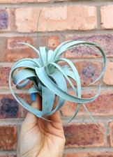 Large Tillandsia Xerographica Air Plant House Plant