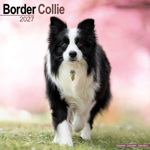 Border collie 2027 calendar - border,