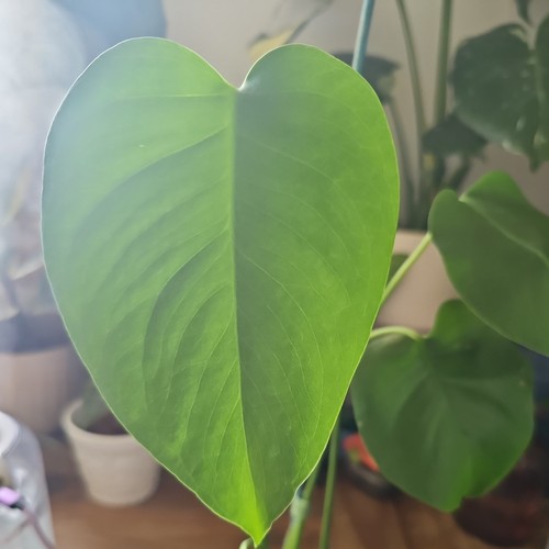 Monstera deliciosa swiss - deliciosa,