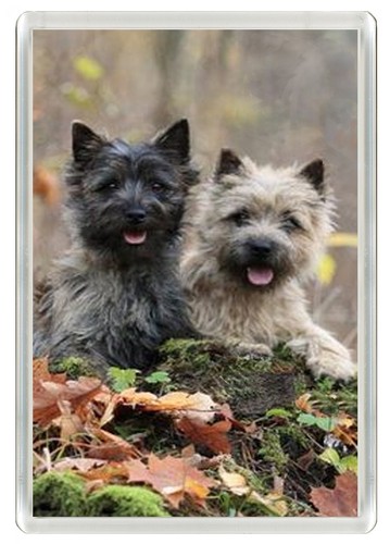 Cairn terrier dog fridge - cairn,