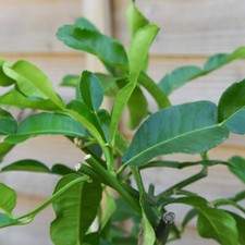 Kaffir Lime Citrus Half-Hardy Tree Citrus Indoor 1x 3 Litre Potted Plant By T&M