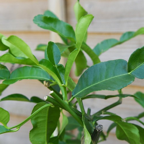Kaffir lime citrus - citrus, half-hardy