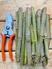 ORGANIC FIG Rare Moroccan Breed Female Self Fertile Tree. 3X Fresh Cuttings.