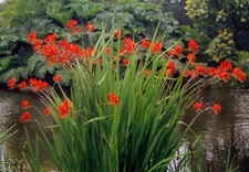 10 x Crocosmia LUCIFER Bulbs