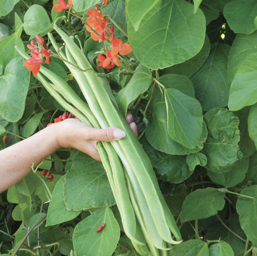 Runner bean scarlet empire veg - bean,