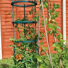 T&M Garden Climbing Tomato