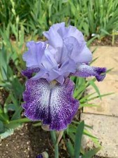 Iris germanica - Tall Bearded